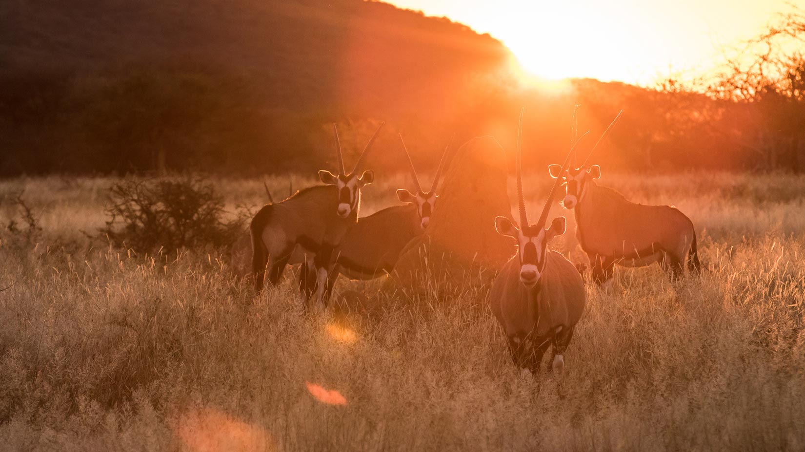 michael_stadtfeld_hunting_photography_header_start_4